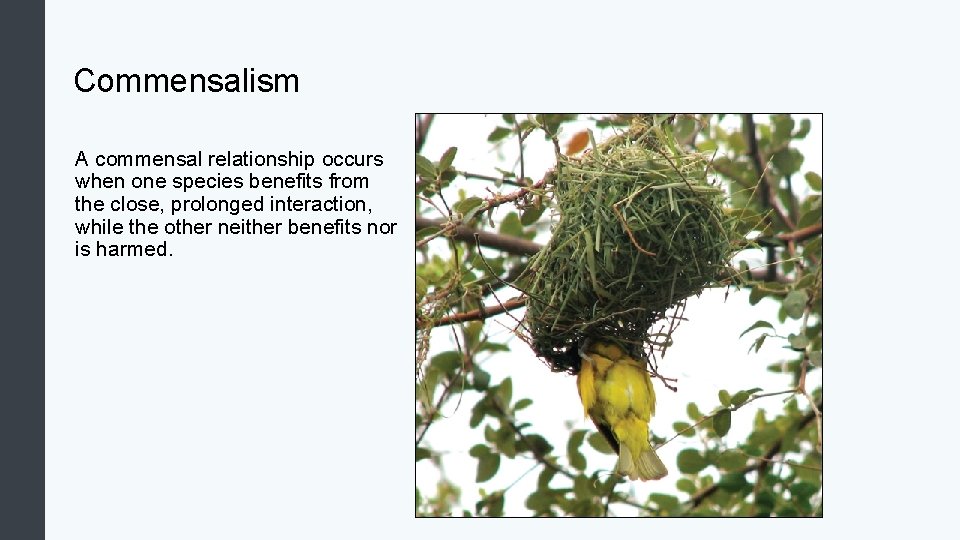 Commensalism A commensal relationship occurs when one species benefits from the close, prolonged interaction,