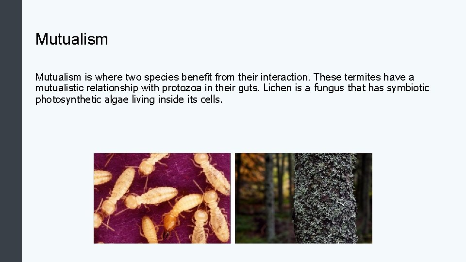 Mutualism is where two species benefit from their interaction. These termites have a mutualistic