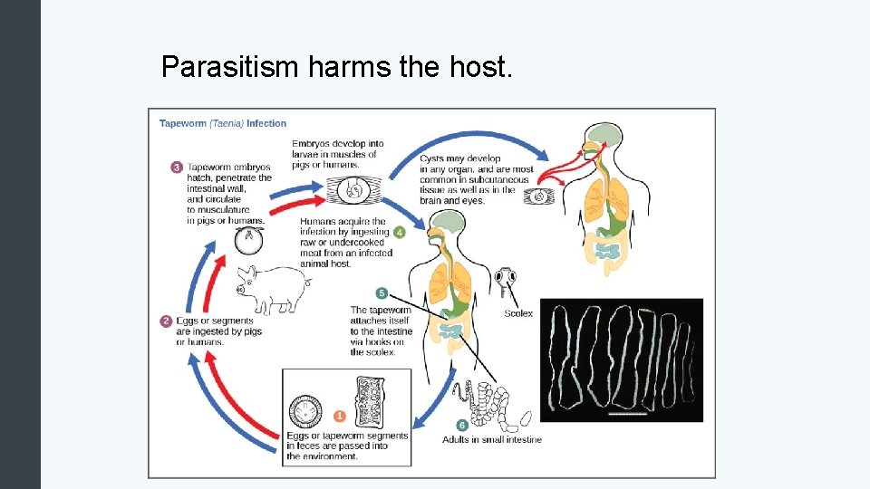 Parasitism harms the host. 
