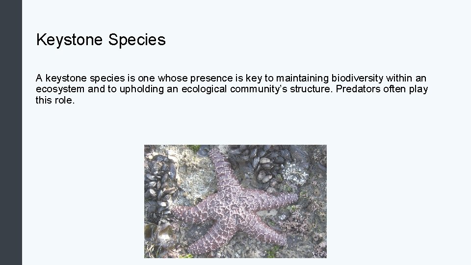 Keystone Species A keystone species is one whose presence is key to maintaining biodiversity