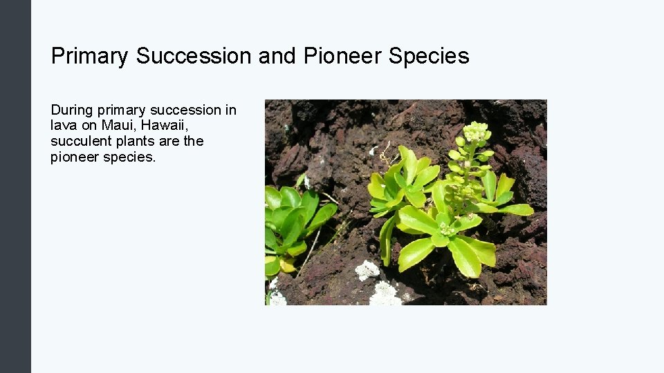 Primary Succession and Pioneer Species During primary succession in lava on Maui, Hawaii, succulent