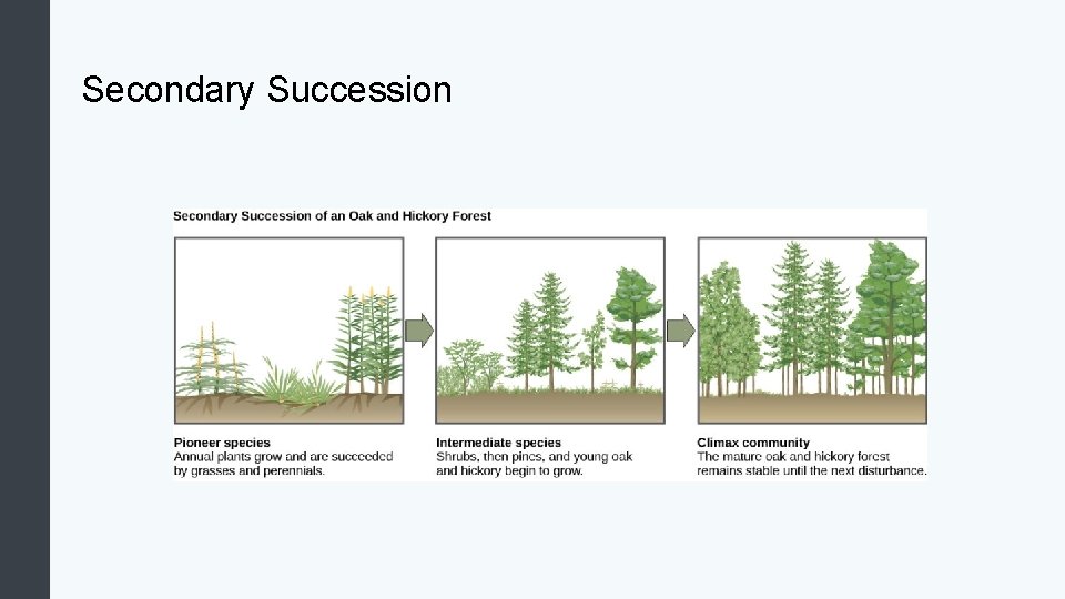 Secondary Succession 