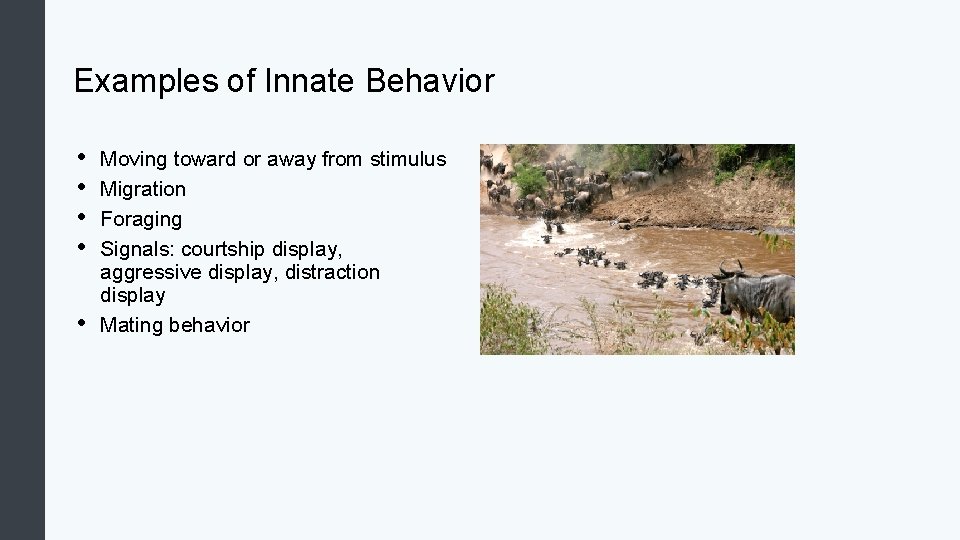 Examples of Innate Behavior • • • Moving toward or away from stimulus Migration