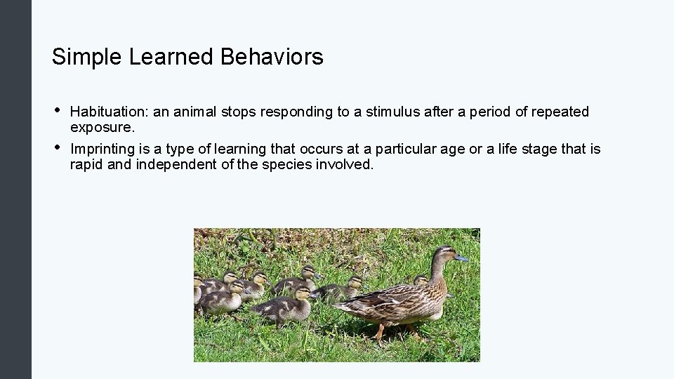 Simple Learned Behaviors • • Habituation: an animal stops responding to a stimulus after