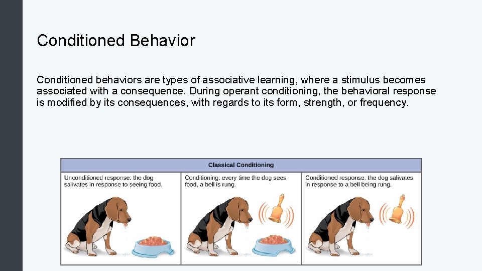 Conditioned Behavior Conditioned behaviors are types of associative learning, where a stimulus becomes associated