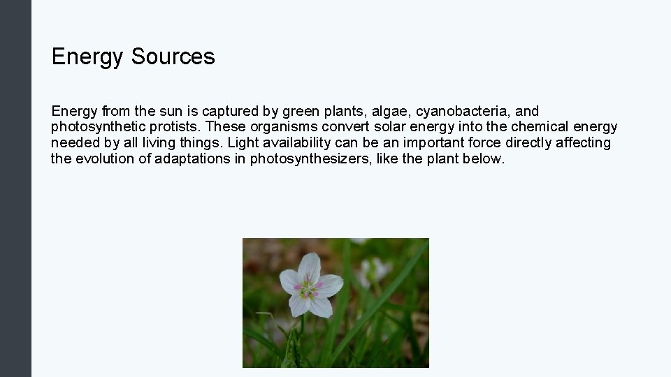 Energy Sources Energy from the sun is captured by green plants, algae, cyanobacteria, and