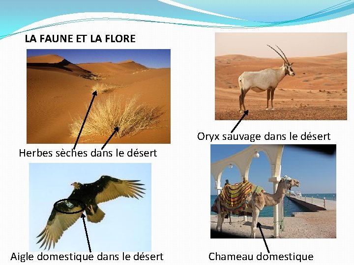 LA FAUNE ET LA FLORE Oryx sauvage dans le désert Herbes sèches dans le