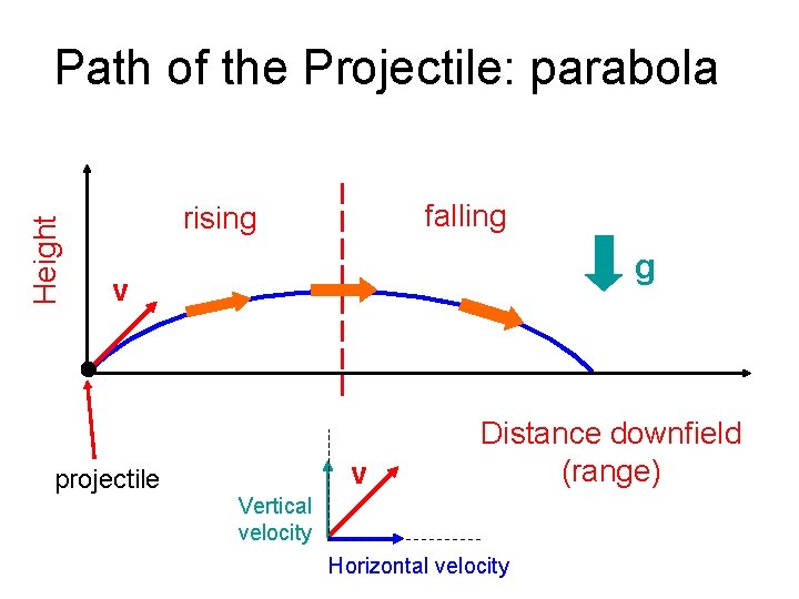 Height Path of the Projectile: parabola falling rising g v projectile v Distance downfield