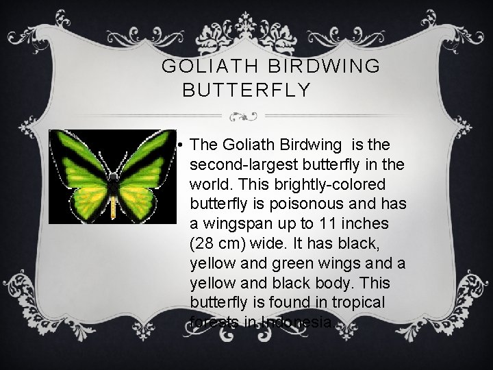 GOLIATH BIRDWING BUTTERFLY • The Goliath Birdwing is the second-largest butterfly in the world.