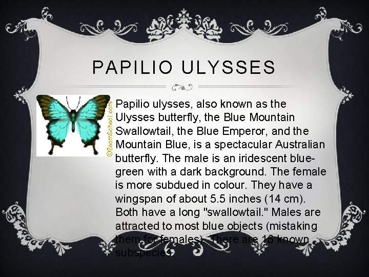 PAPILIO ULYSSES Papilio ulysses, also known as the Ulysses butterfly, the Blue Mountain Swallowtail,