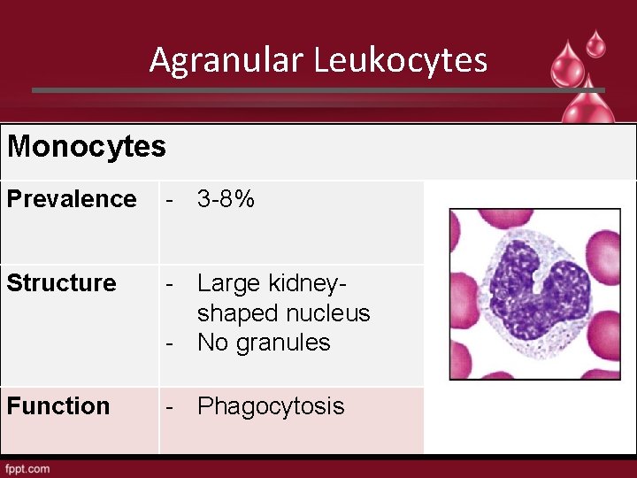 Agranular Leukocytes Monocytes Prevalence - 3 -8% Structure - Large kidneyshaped nucleus - No