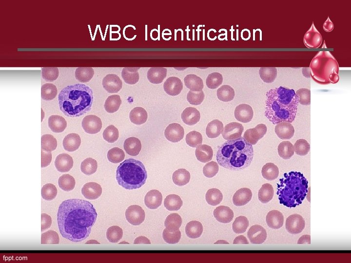 WBC Identification 
