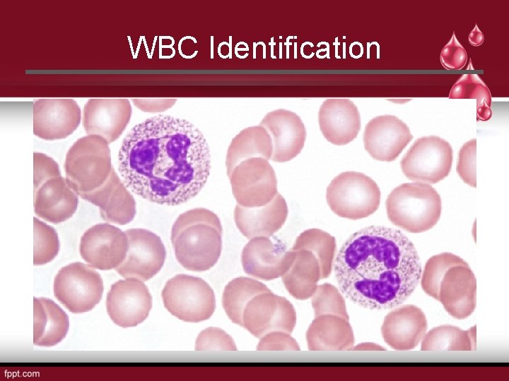 WBC Identification 