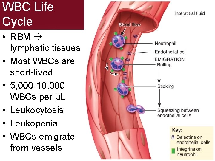 WBC Life Cycle • RBM lymphatic tissues • Most WBCs are short-lived • 5,