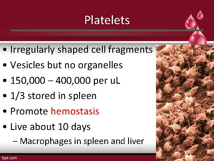 Platelets • Irregularly shaped cell fragments • Vesicles but no organelles • 150, 000