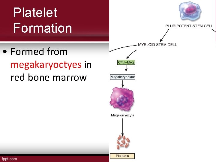 Platelet Formation • Formed from megakaryoctyes in red bone marrow 