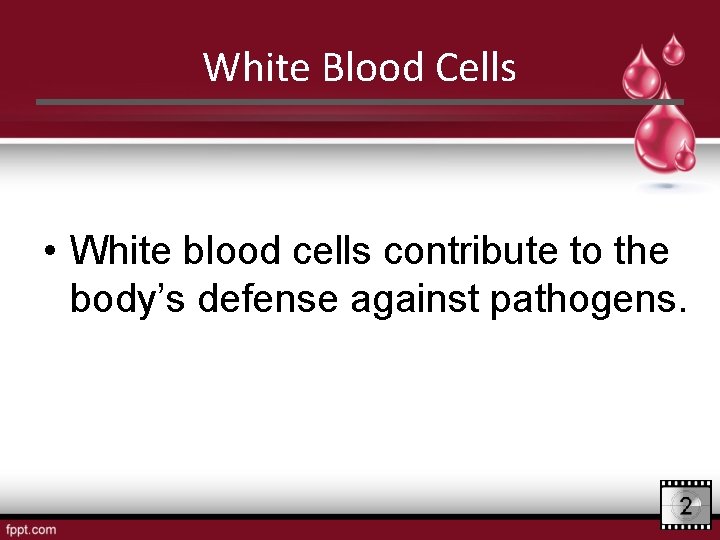 White Blood Cells • White blood cells contribute to the body’s defense against pathogens.