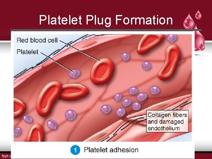 Platelet Plug Formation 