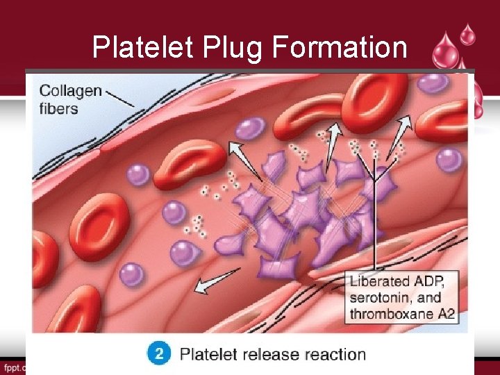 Platelet Plug Formation 