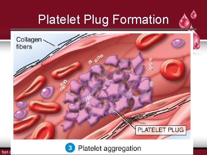 Platelet Plug Formation 