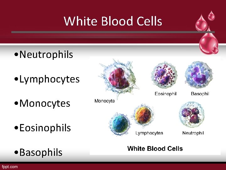 White Blood Cells • Neutrophils • Lymphocytes • Monocytes • Eosinophils • Basophils 