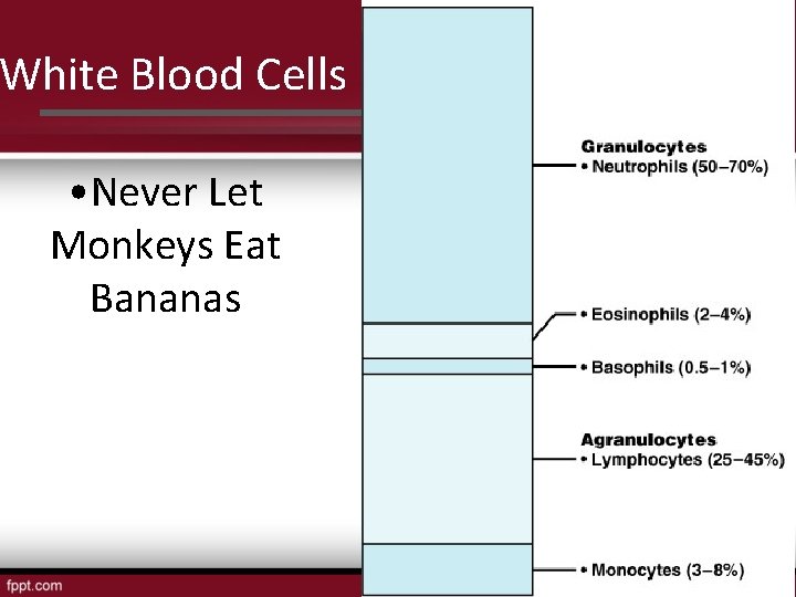 White Blood Cells • Never Let Monkeys Eat Bananas 