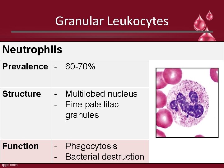Granular Leukocytes Neutrophils Prevalence - 60 -70% Structure - Multilobed nucleus - Fine pale