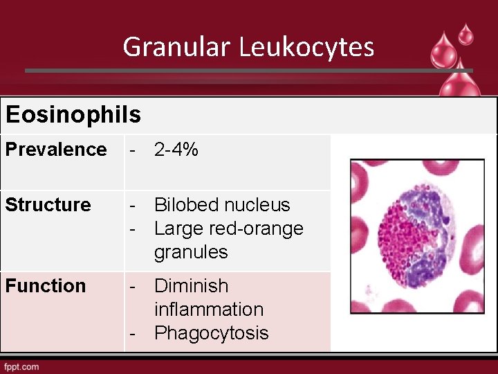 Granular Leukocytes Eosinophils Prevalence - 2 -4% Structure - Bilobed nucleus - Large red-orange