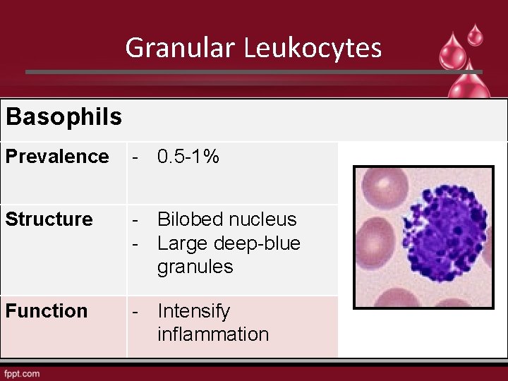 Granular Leukocytes Basophils Prevalence - 0. 5 -1% Structure - Bilobed nucleus - Large