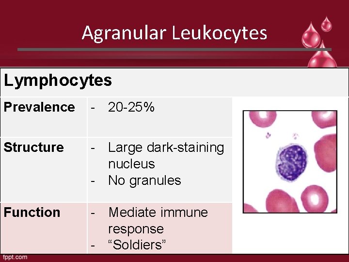 Agranular Leukocytes Lymphocytes Prevalence - 20 -25% Structure - Large dark-staining nucleus - No