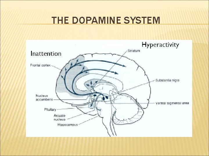 THE DOPAMINE SYSTEM 