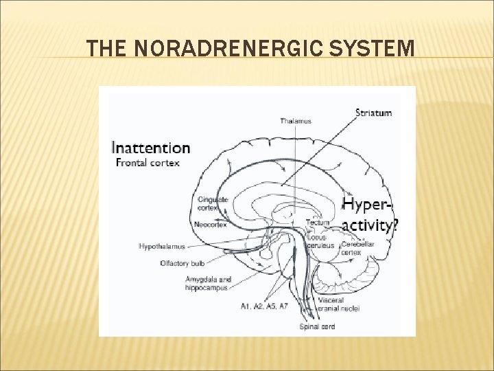 THE NORADRENERGIC SYSTEM 