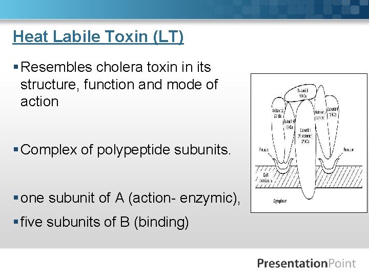 Heat Labile Toxin (LT) § Resembles cholera toxin in its structure, function and mode