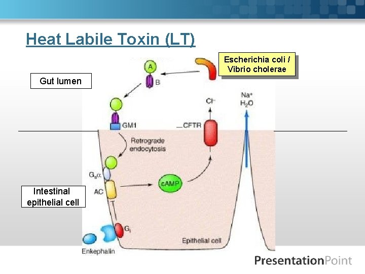 Heat Labile Toxin (LT) Escherichia coli / Vibrio cholerae Gut lumen Intestinal epithelial cell