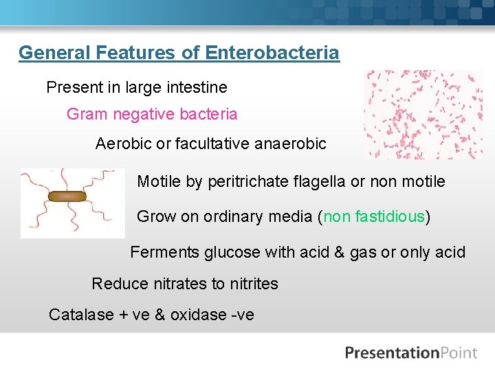 General Features of Enterobacteria Present in large intestine Gram negative bacteria Aerobic or facultative