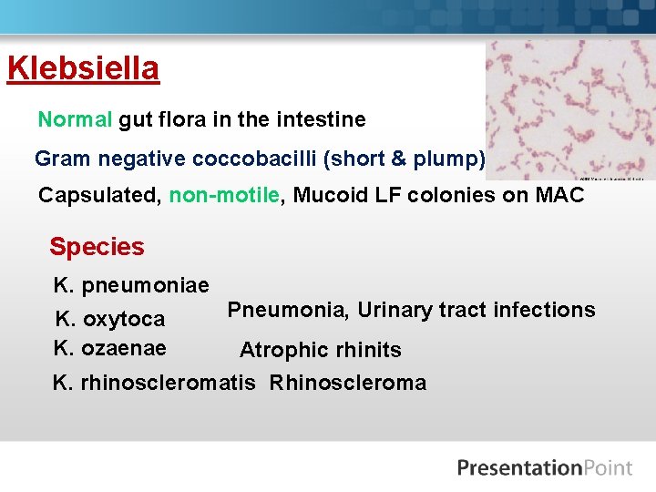 Klebsiella Normal gut flora in the intestine Gram negative coccobacilli (short & plump) Capsulated,