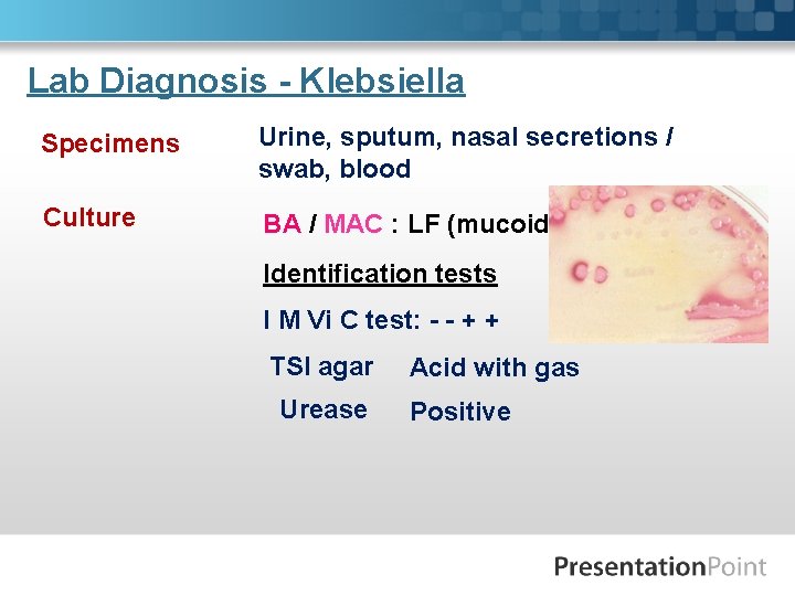 Lab Diagnosis - Klebsiella Specimens Urine, sputum, nasal secretions / swab, blood Culture BA