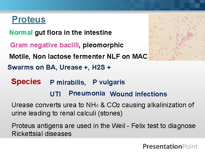 Proteus Normal gut flora in the intestine Gram negative bacilli, pleomorphic Motile, Non lactose