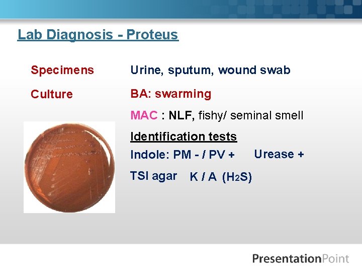 Lab Diagnosis - Proteus Specimens Urine, sputum, wound swab Culture BA: swarming MAC :
