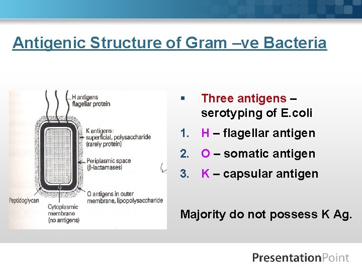 Antigenic Structure of Gram –ve Bacteria § Three antigens – serotyping of E. coli