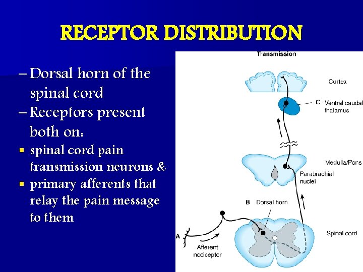 RECEPTOR DISTRIBUTION – Dorsal horn of the spinal cord – Receptors present both on: