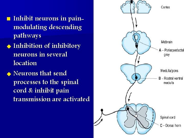 Inhibit neurons in painmodulating descending pathways u Inhibition of inhibitory neurons in several location