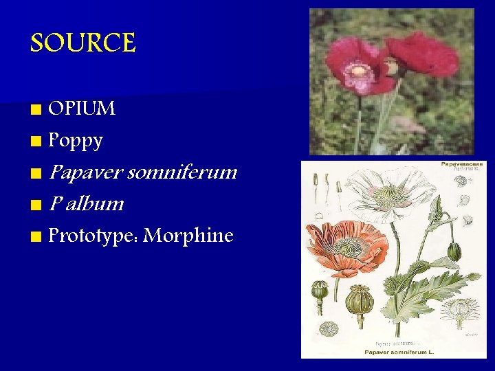 SOURCE n OPIUM n Poppy n Papaver somniferum n P album n Prototype: Morphine
