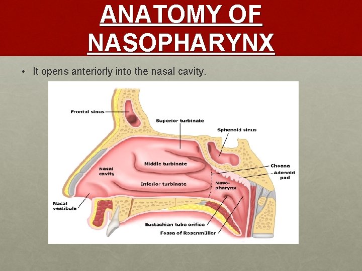 ANATOMY OF NASOPHARYNX • It opens anteriorly into the nasal cavity. 