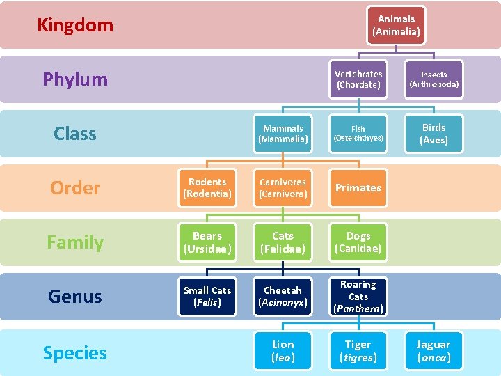 Kingdom Animals (Animalia) Phylum Class Vertebrates (Chordate) Insects (Arthropoda) Mammals (Mammalia) Fish (Osteichthyes) Birds