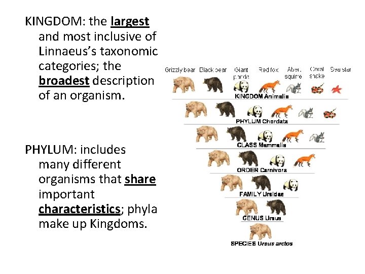 KINGDOM: the largest and most inclusive of Linnaeus’s taxonomic categories; the broadest description of