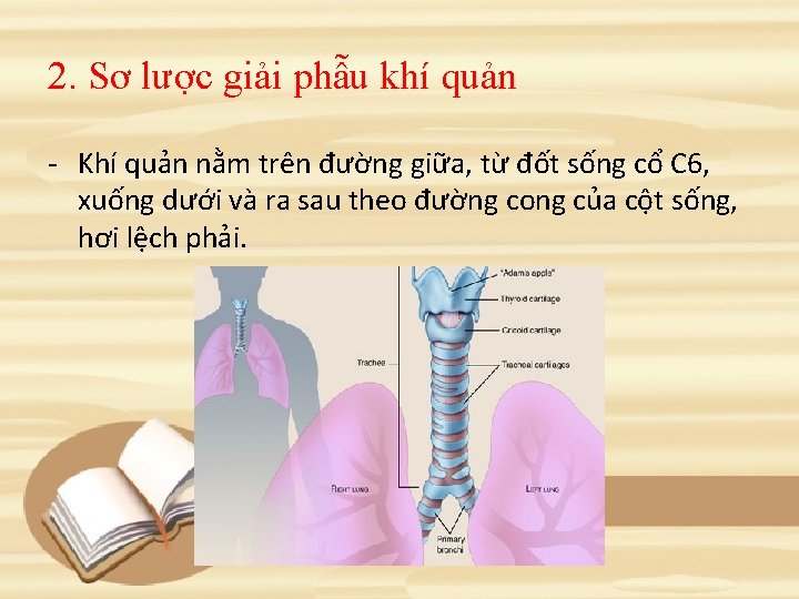 2. Sơ lược giải phẫu khí quản - Khí quản nằm trên đường giữa,