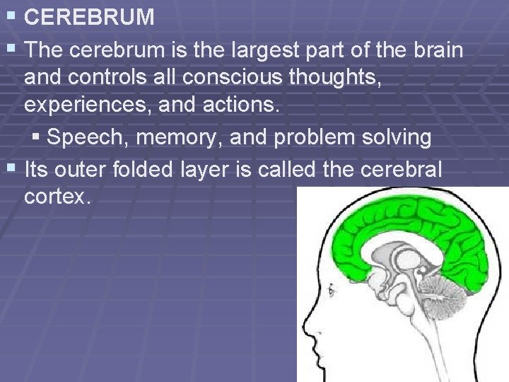 § CEREBRUM § The cerebrum is the largest part of the brain and controls