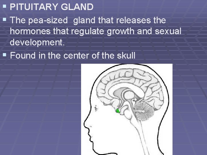 § PITUITARY GLAND § The pea-sized gland that releases the hormones that regulate growth