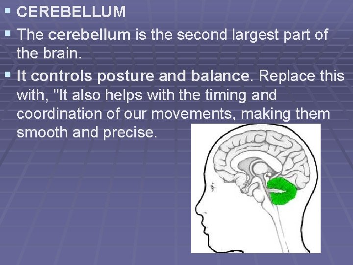 § CEREBELLUM § The cerebellum is the second largest part of the brain. §